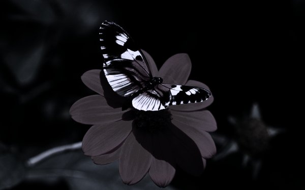 Красивые бабочки на черном фоне