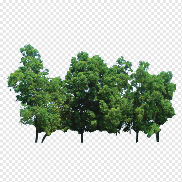 Группа деревьев