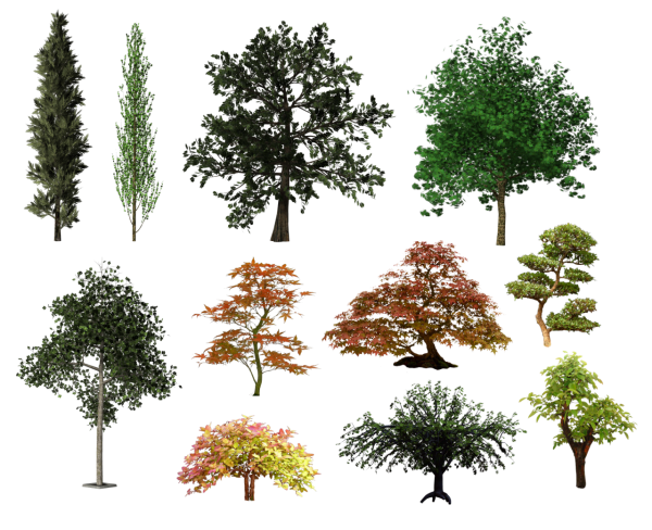 Различные деревья