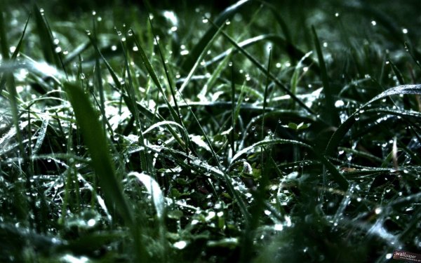 Дождь на траве