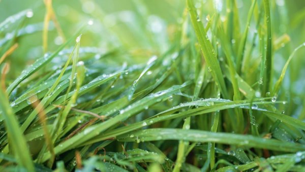 Свежескошенная трава после дождя