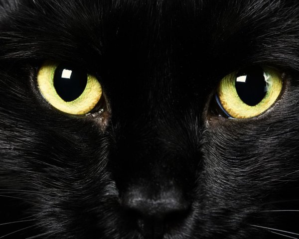 Кот с черными глазами