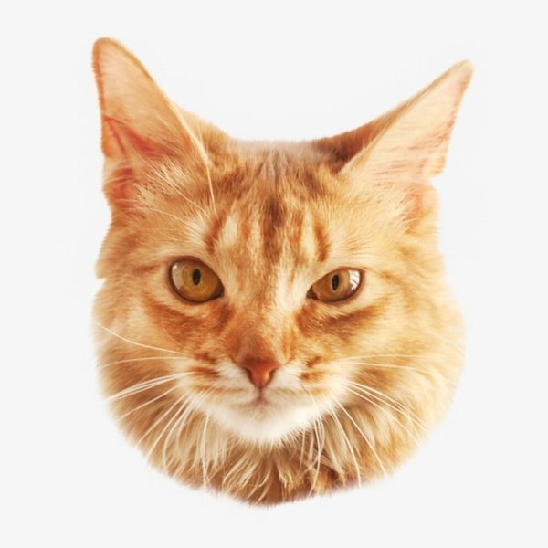 Голова рыжего кота