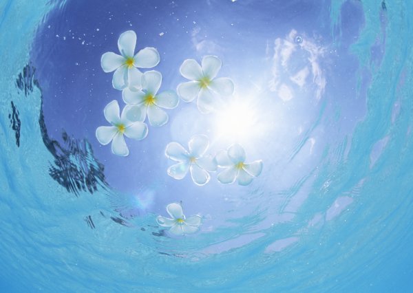 Море цветов на белом фоне