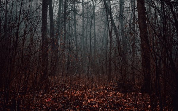 Темный лес 4бит