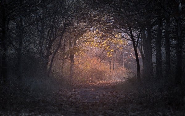 Мрачный фон осень