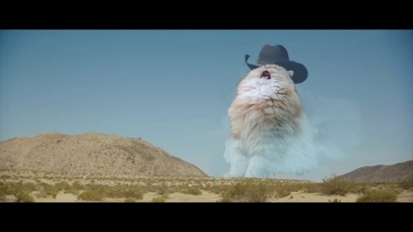 Орущий кот в пустыне