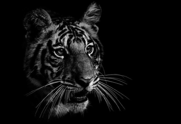 Тигр в черно белом на черном фоне