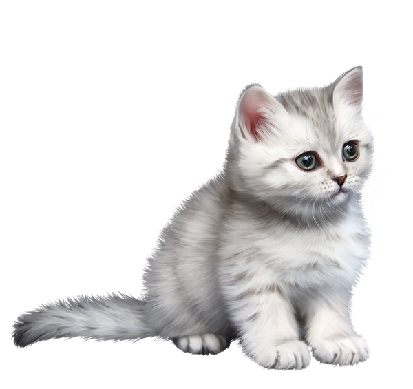 Кошка на белом фоне