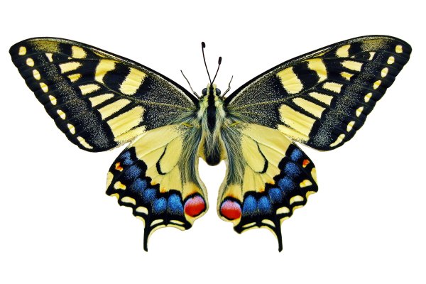 Насекомые бабочки на белом фоне