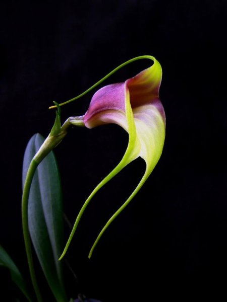 Masdevallia Orchids