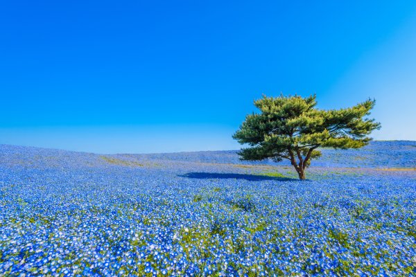 Парк Хитачи голубые поля Япония