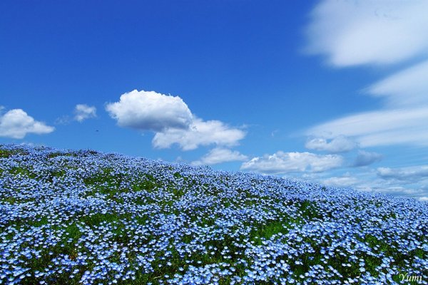 Цветы немофила национальный Приморский парк Хитачи, Япония