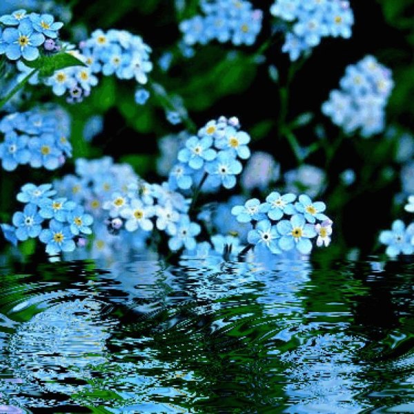 Голубые цветы Манджоме