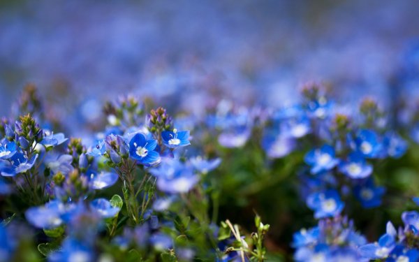 Полевые голубенькие цветочки