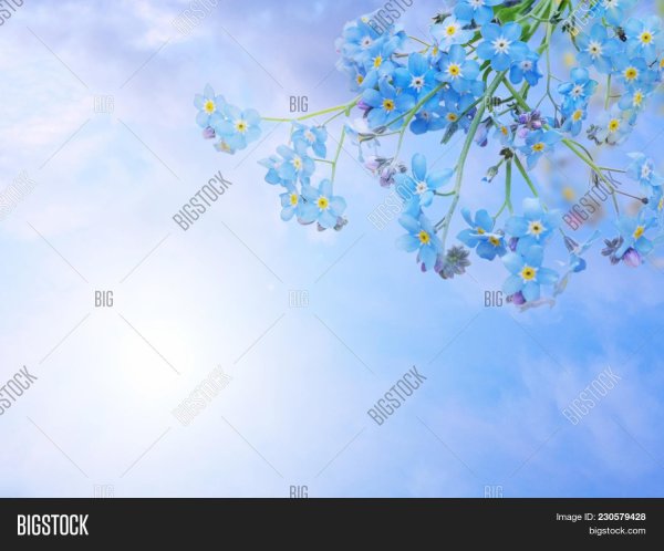 Мелкие цветочки на голубом фоне