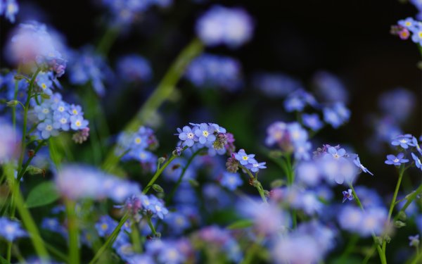 Синие цветы полевые незабудки