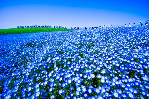 Парк Хитачи синие цветы в Японии