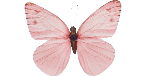 Бабочки бледно розовые на белом фоне