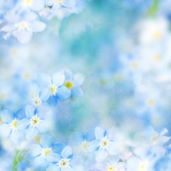 Нежные весенние цветы, на голубом фоне