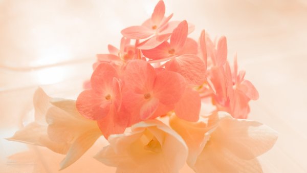 Персиково розовый