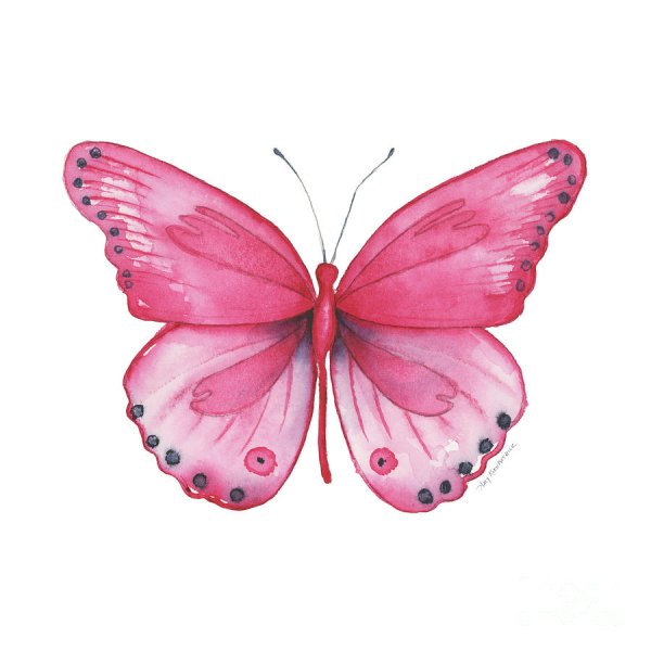 Красивые розовые бабочки
