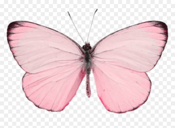 Розовые бабочки крупные