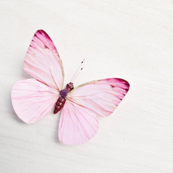 Пастельно розовая бабочка