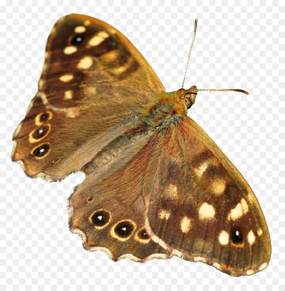 Бабочки картинки на белом фоне