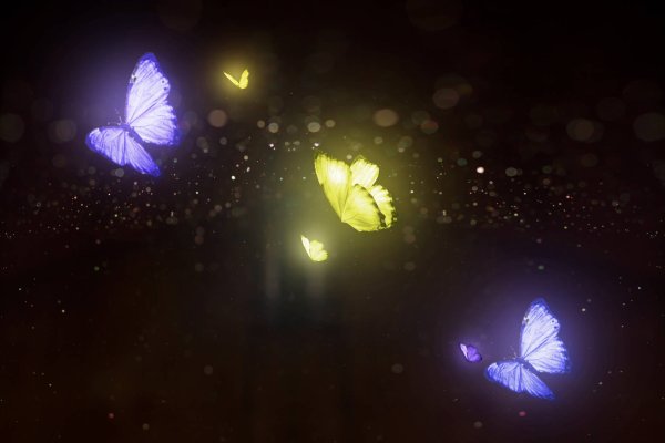 Ночные бабочки на белом фоне