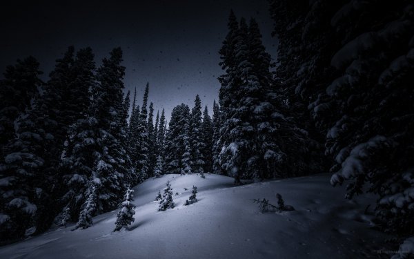 Темный снежный лес