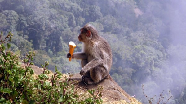 Гора обезьян Тайланд Пхукет