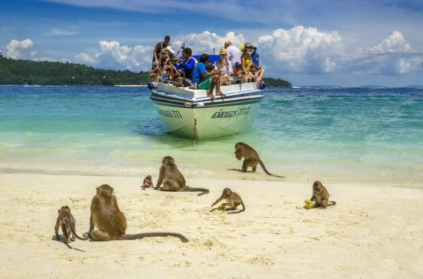 Остров обезьян в Тайланде