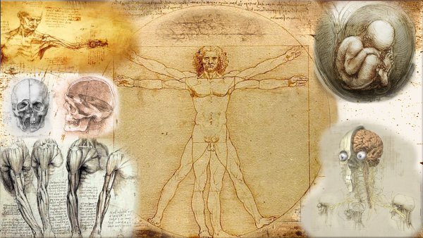 Леонардо да Винчи рисунки анатомия