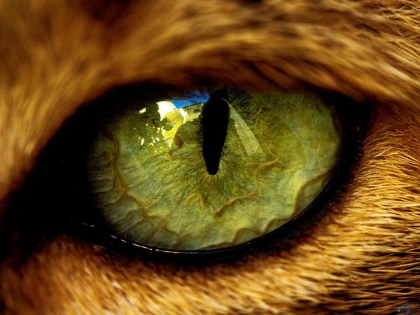 Необычные глаза животных