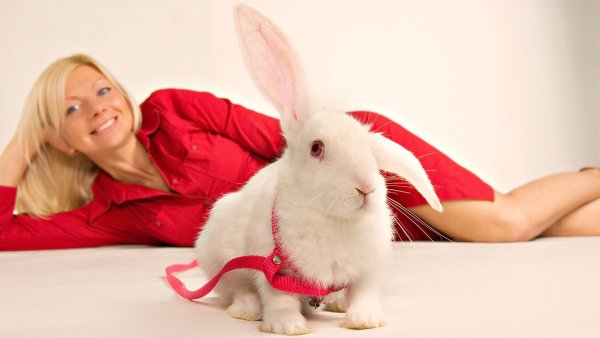 Красивая девушка с кроликом