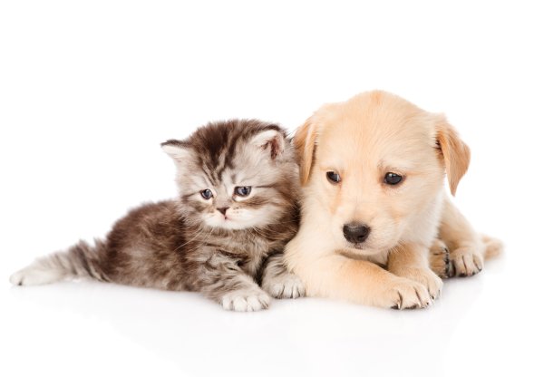 Картинки кошек и собак