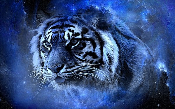 Год 2022 голубой тигр