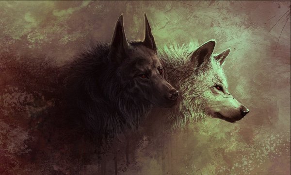 Волк обои