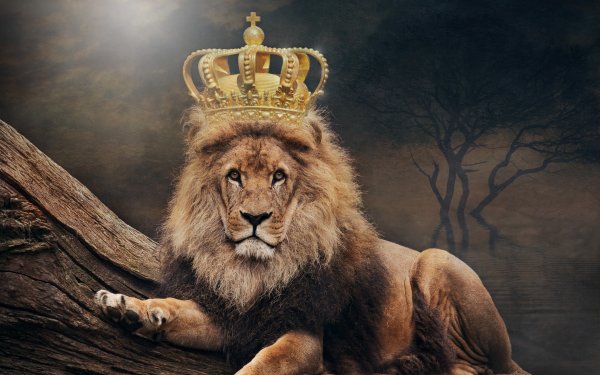 Лев Король зверей