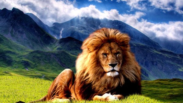 Красивый Лев