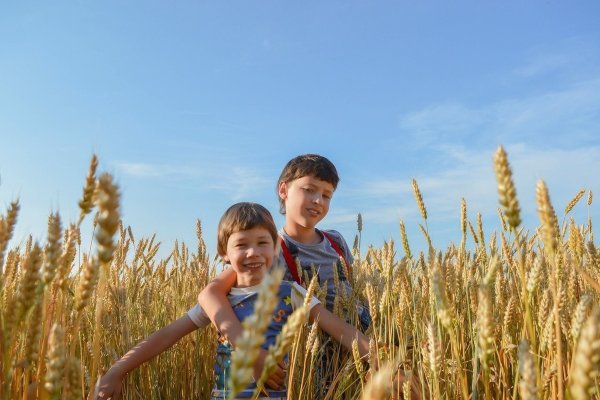 Семья с детьми в поле с пшеницей