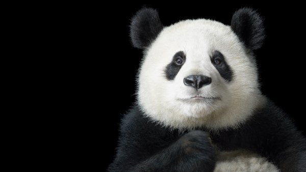 Панда портрет