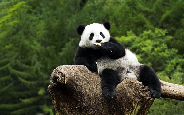 Большая Панда эндемик