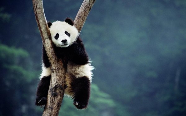 Панда фото