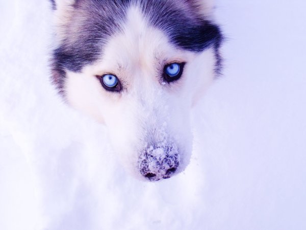 Собака хаски щенок с голубыми глазами