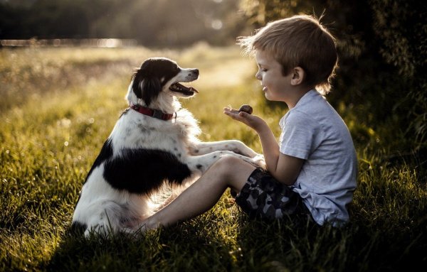 "Собака и мальчик" ева Ибботсон