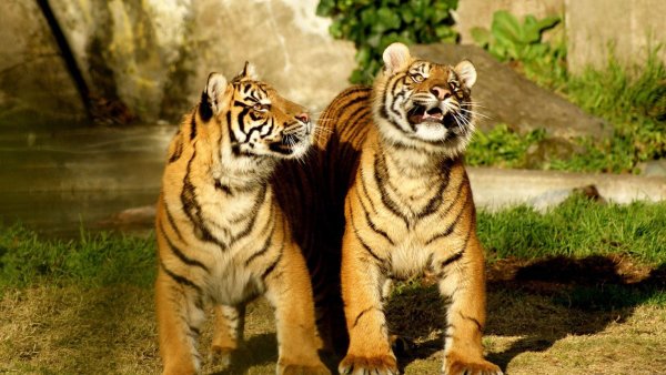 Тигры Прайд