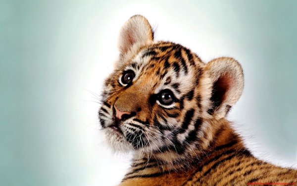 Тайгер тигр маленький