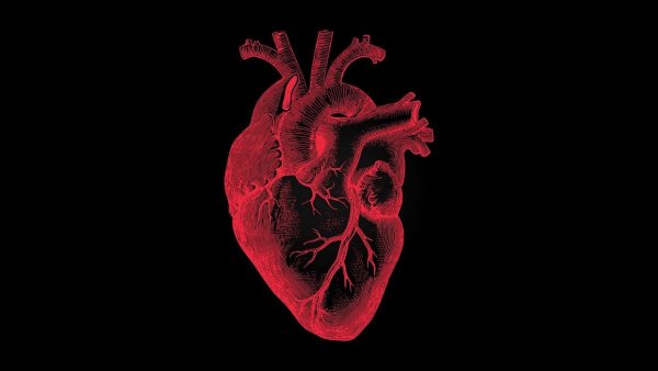 Анатомическое сердце на черном фоне